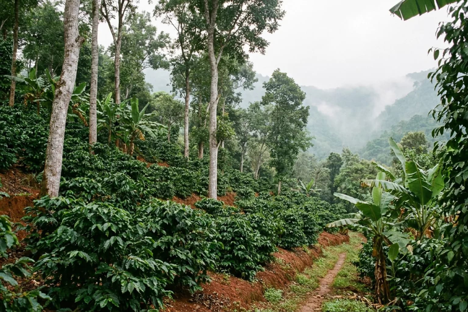 Coffee bushes on a terraced hillside under tall shade trees, red laterite soil between the rows and mist sitting in the valley behind