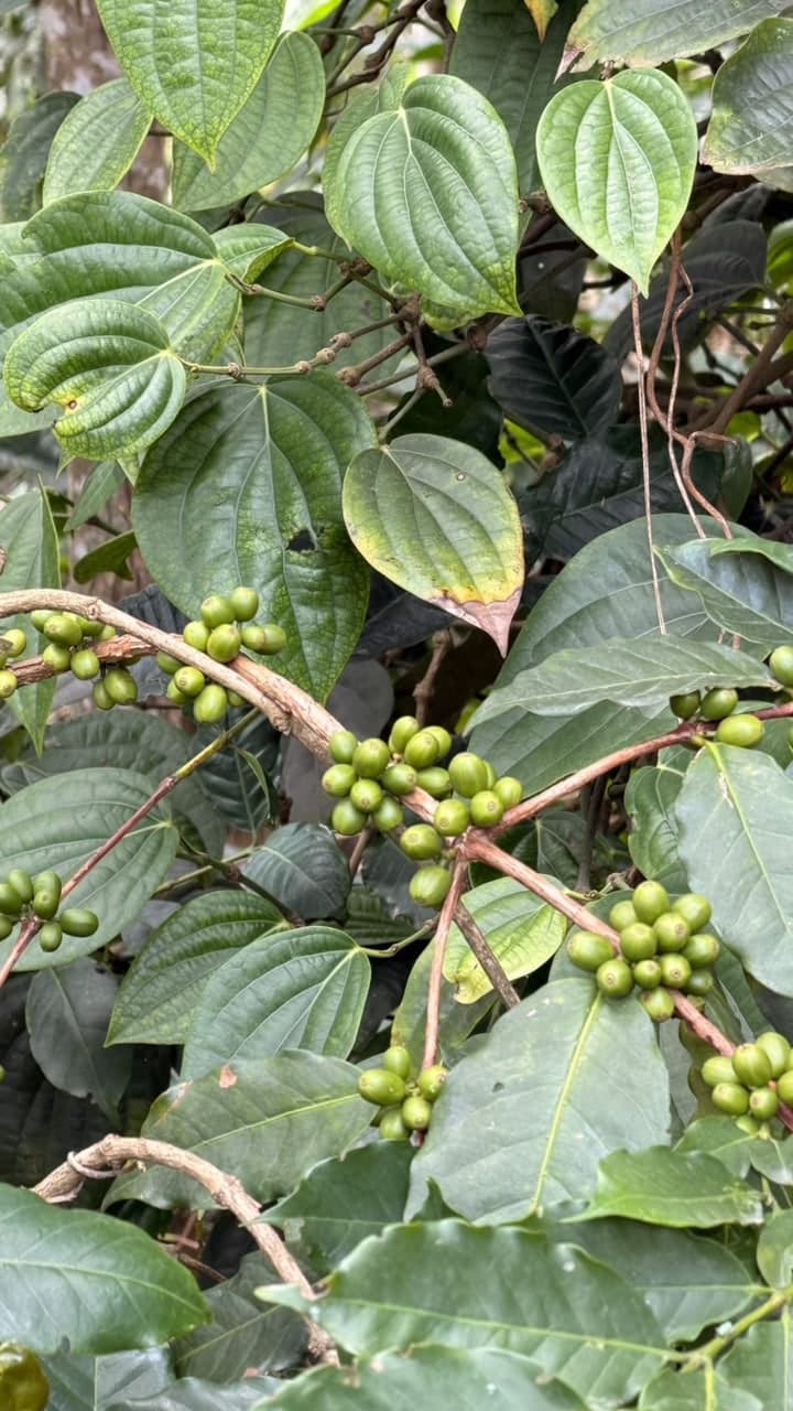 Pepper vines trained up shade trees through the same coffee canopy