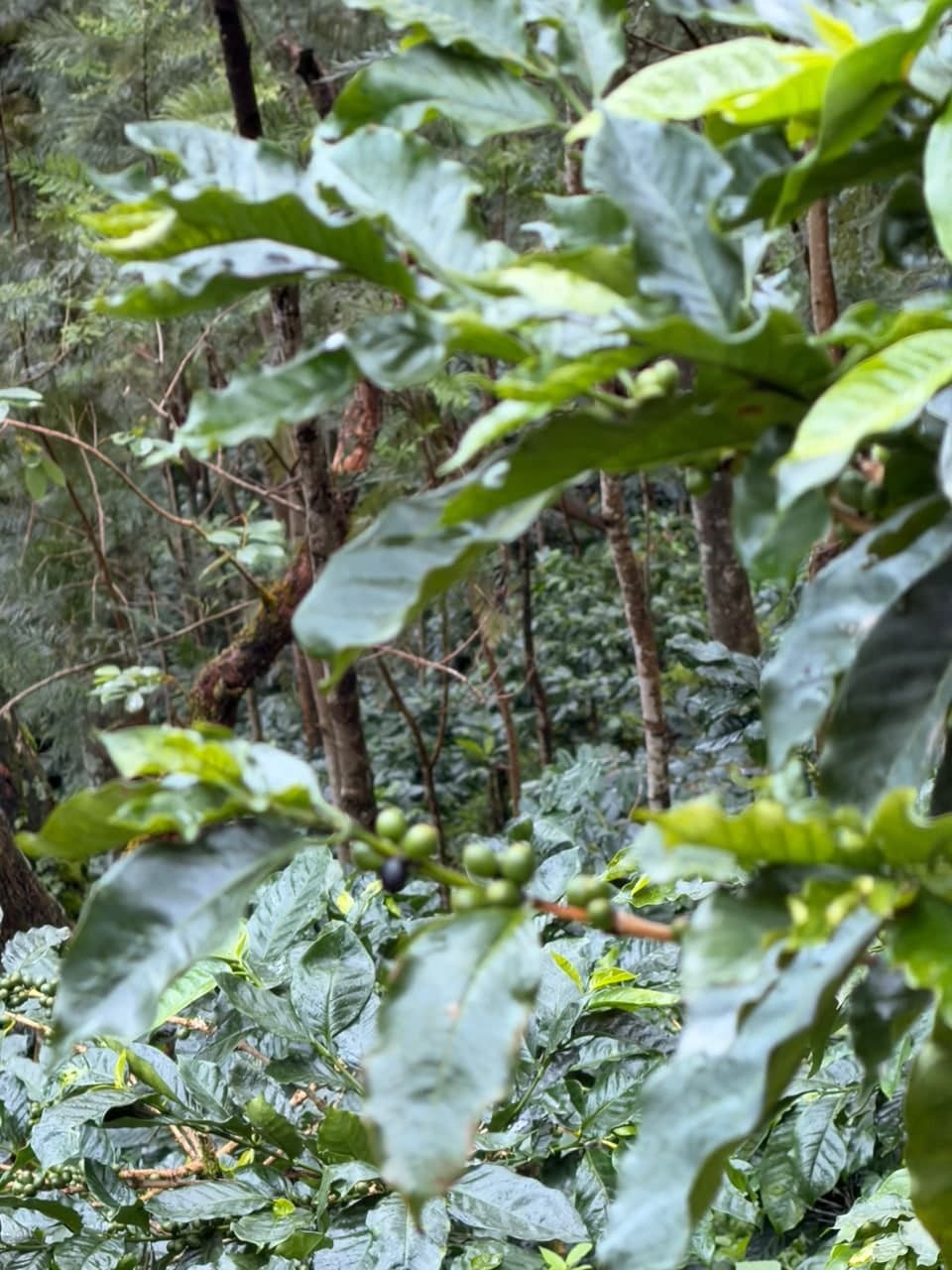 The understory of a coffee block, still wet after rain