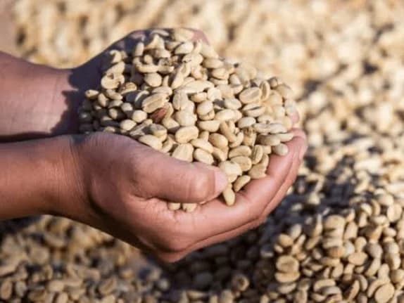 Cupped hands lifting dried coffee from a drying bed, the beans spread out in a layer below