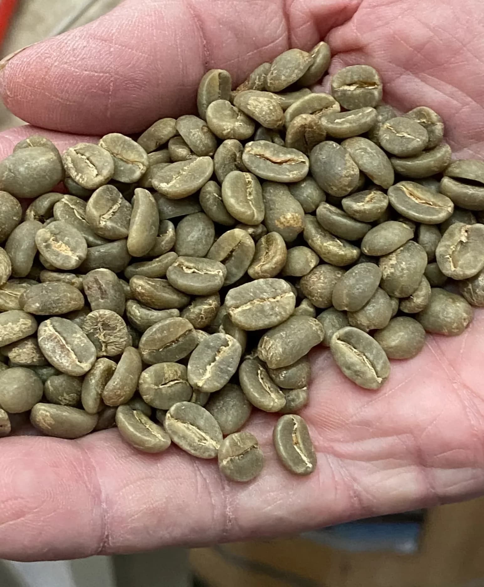 AA grade green coffee beans in close-up, showing the centre cut