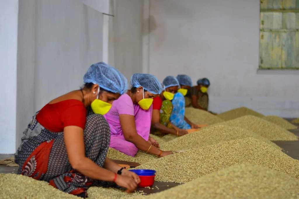 Workers in hairnets and face masks hand-sorting green coffee beans in long mounds across the floor of a clean, white-walled facility