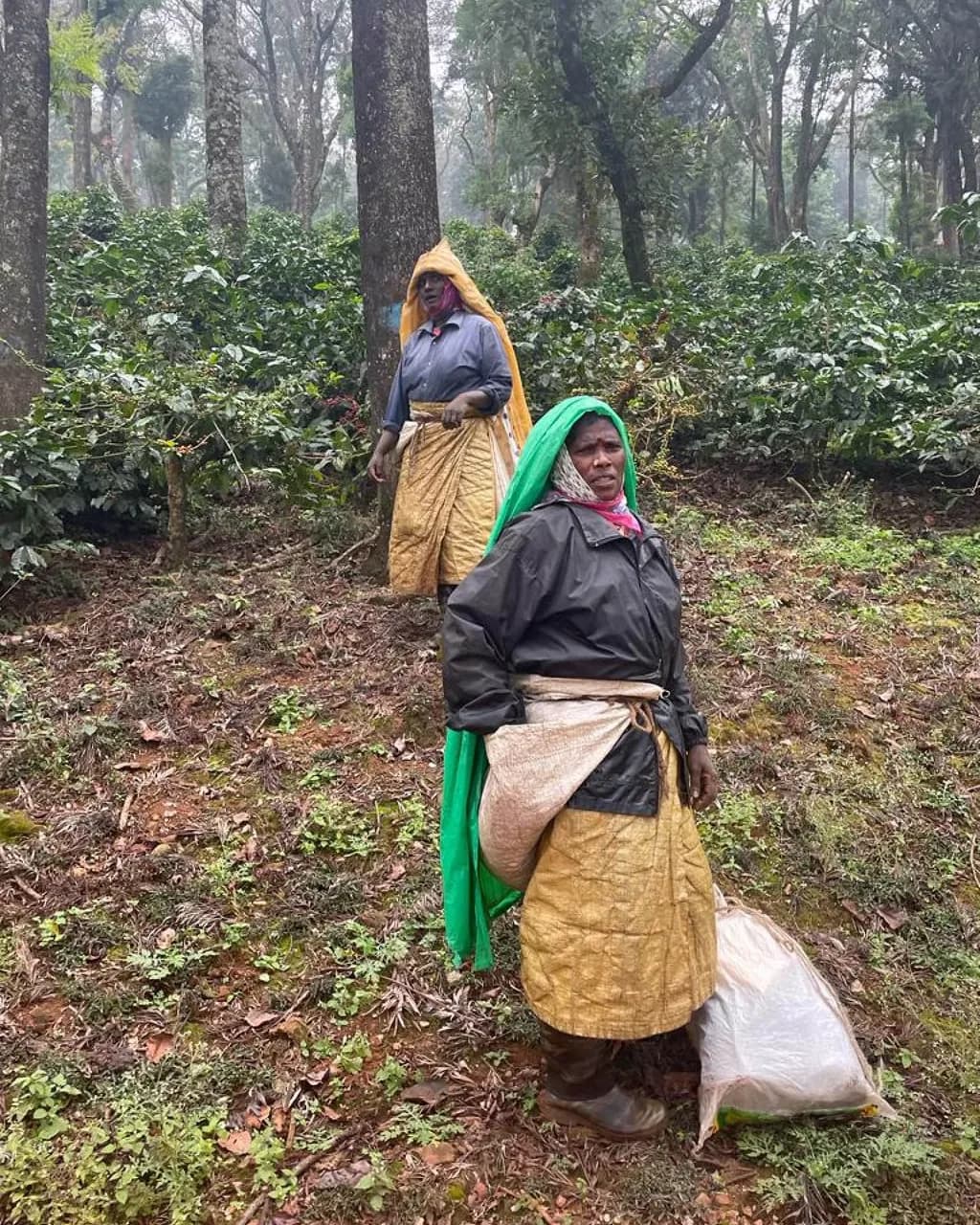 Two pickers working their way down a misted coffee block, collecting cherries into a sack