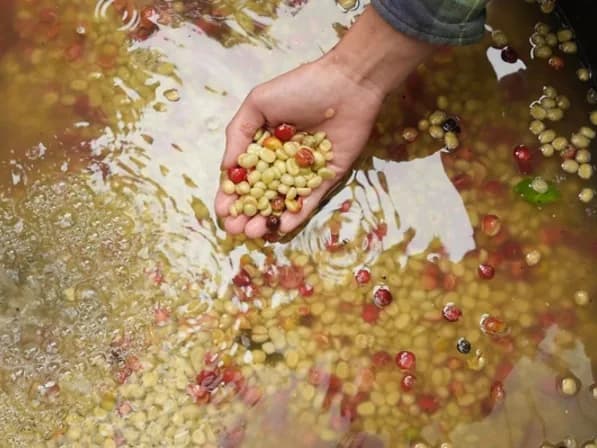 A hand lifting pulped coffee beans from a flotation tank, the ripe and unripe separating in the water around it