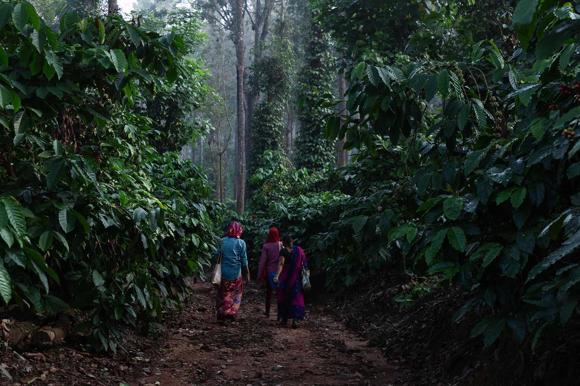 Three workers walking a track through a shaded coffee block at first light, cherries on the bushes either side