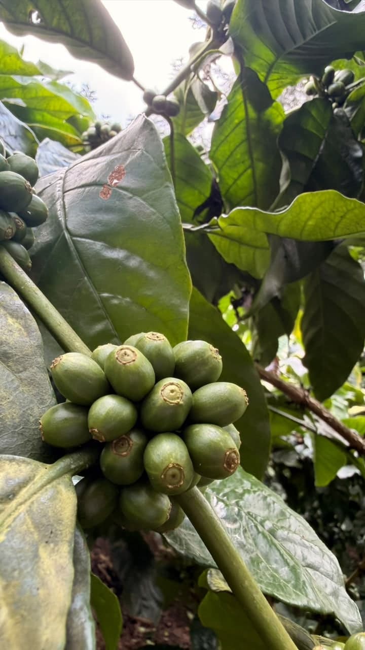 Green coffee cherries running along a branch under shade