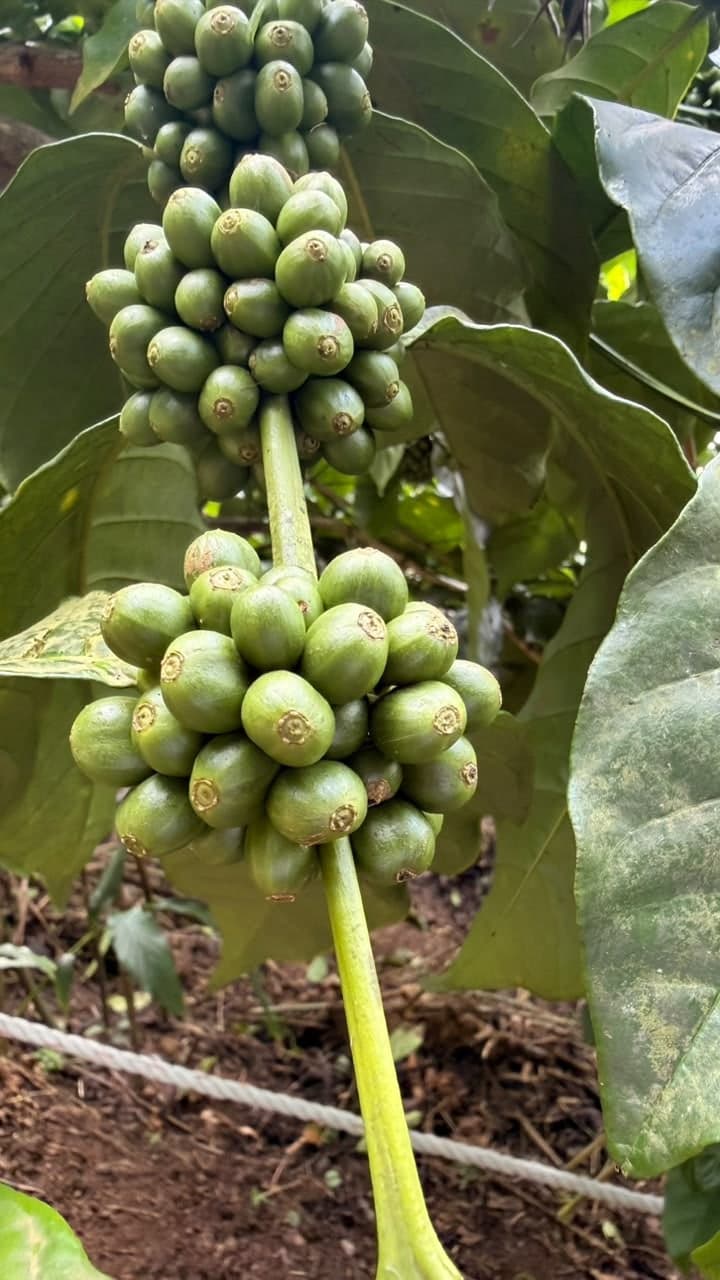 A dense cluster of green coffee cherries set along the branch