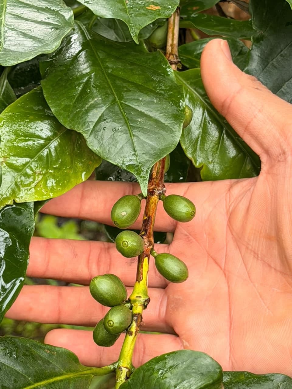 A hand holding a cluster of unripe green coffee cherries still on the branch