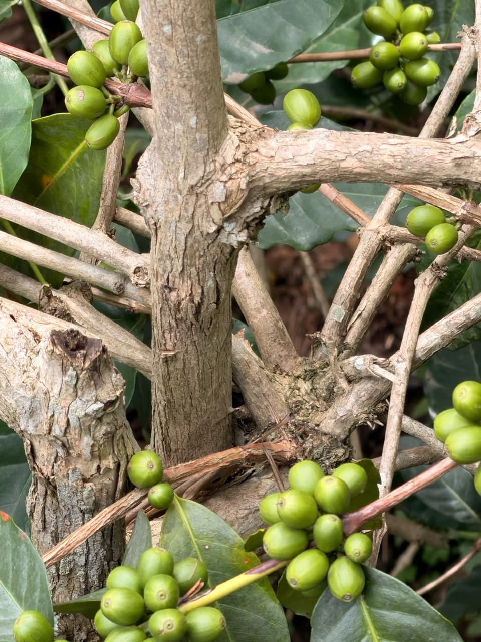Coffee cherries set on old wood, this season's fruit on last season's branch