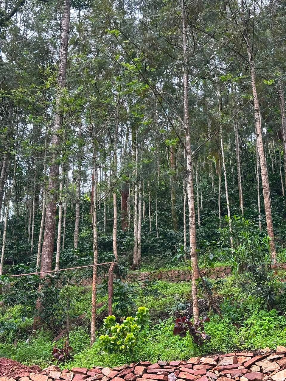 Shade trees standing over terraced rows of coffee on a hillside